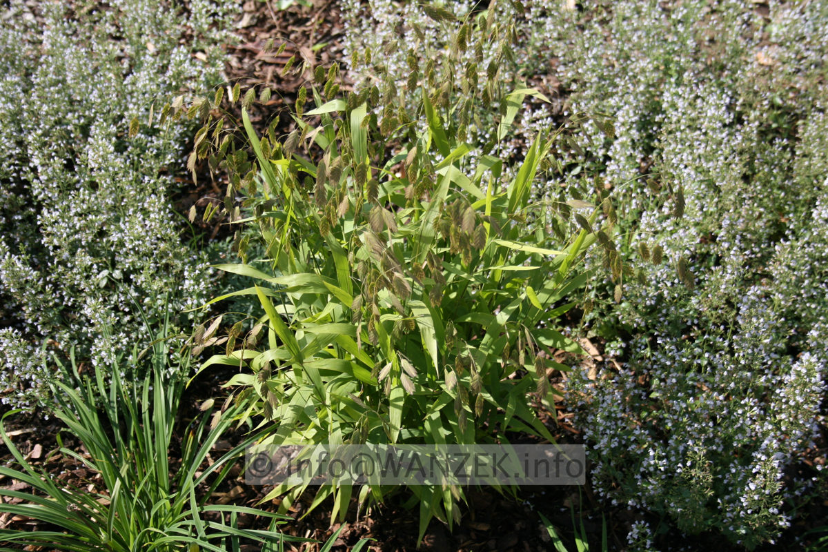Chasmanthium latifolium 01.JPG